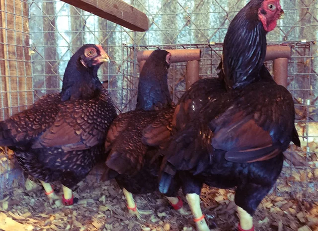 Інкубаційне яйце та курчата. Корніш: фарфоровий, мідний, блакитно-червоний- фото № 4