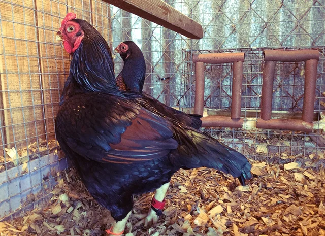 Інкубаційне яйце та курчата. Корніш: фарфоровий, мідний, блакитно-червоний- фото № 5