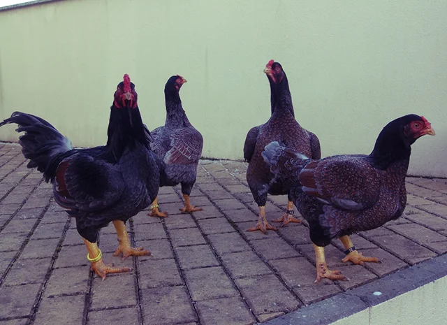 Інкубаційне яйце та курчата. Корніш: фарфоровий, мідний, блакитно-червоний- фото № 6