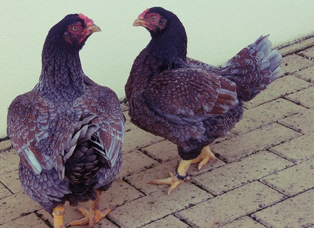 Інкубаційне яйце та курчата. Корніш: фарфоровий, мідний, блакитно-червоний- фото № 7