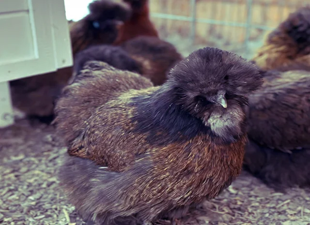 Інкубаційне яйце та курчата. Китайська шовкова: коричнева, фарфорова, спліш- фото № 1