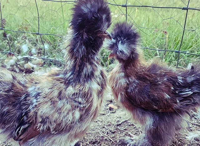 Інкубаційне яйце та курчата. Китайська шовкова: коричнева, фарфорова, спліш- фото № 2