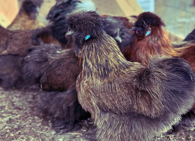 Інкубаційне яйце та курчата. Китайська шовкова: коричнева, фарфорова, спліш- фото № 3