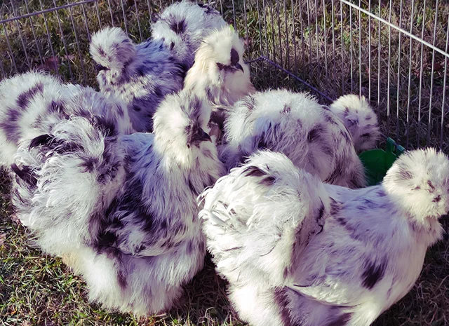 Інкубаційне яйце та курчата. Китайська шовкова: коричнева, фарфорова, спліш- фото № 4