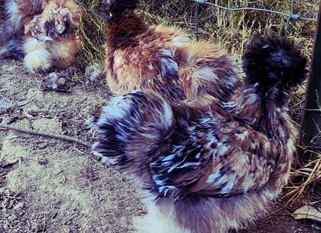 Інкубаційне яйце та курчата. Китайська шовкова: коричнева, фарфорова, спліш- фото № 5