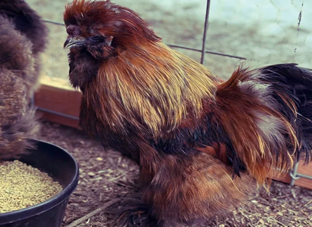 Інкубаційне яйце та курчата. Китайська шовкова: коричнева, фарфорова, спліш- фото № 6