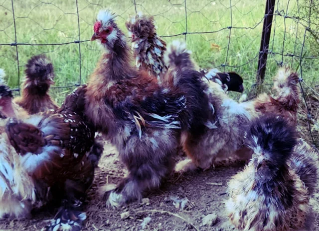 Інкубаційне яйце та курчата. Китайська шовкова: коричнева, фарфорова, спліш- фото № 7