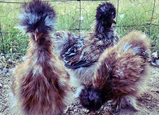 Інкубаційне яйце та курчата. Китайська шовкова: коричнева, фарфорова, спліш- фото № 8