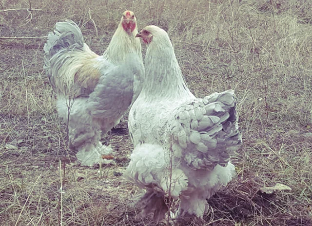 Інкубаційне яйце та курчата. Кохінхін: ізабелла, біле золото- фото № 5