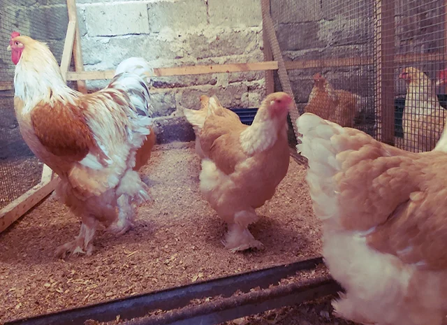 Інкубаційне яйце та курчата. Кохінхін: ізабелла, біле золото- фото № 6