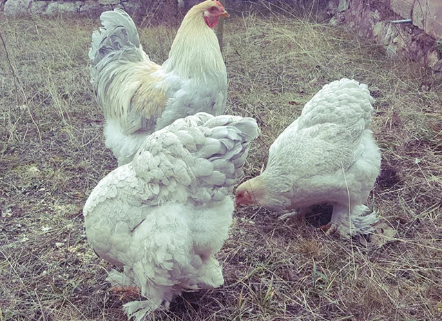 Інкубаційне яйце та курчата. Кохінхін: ізабелла, біле золото- фото № 7