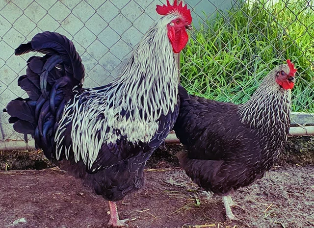 Інкубаційне яйце та курчата. Суссекс: срібло, золото, червоний- фото № 2