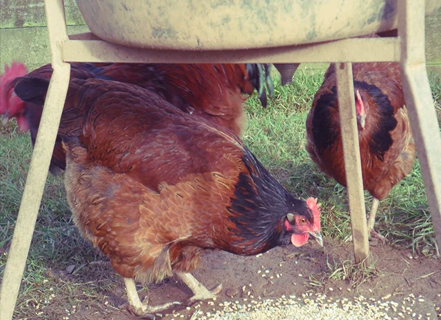 Інкубаційне яйце та курчата. Суссекс: срібло, золото, червоний- фото № 4