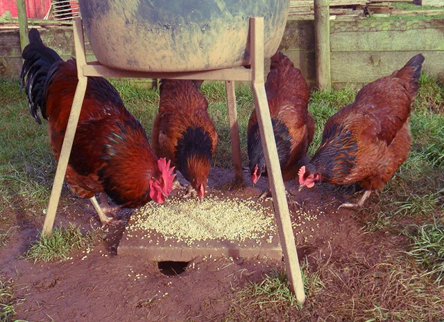 Інкубаційне яйце та курчата. Суссекс: срібло, золото, червоний- фото № 5