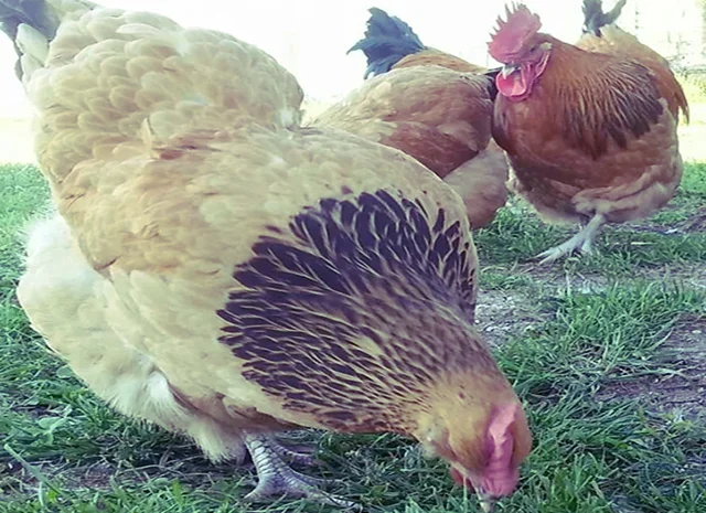 Інкубаційне яйце та курчата. Суссекс: срібло, золото, червоний- фото № 7