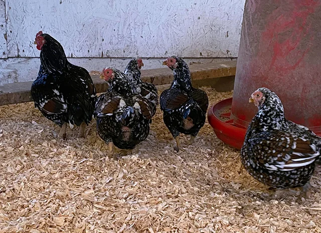 Інкубаційне яйце курей Корніш: блакитний, фарфоровий- фото № 1