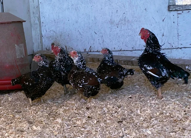 Інкубаційне яйце курей Корніш: блакитний, фарфоровий- фото № 2