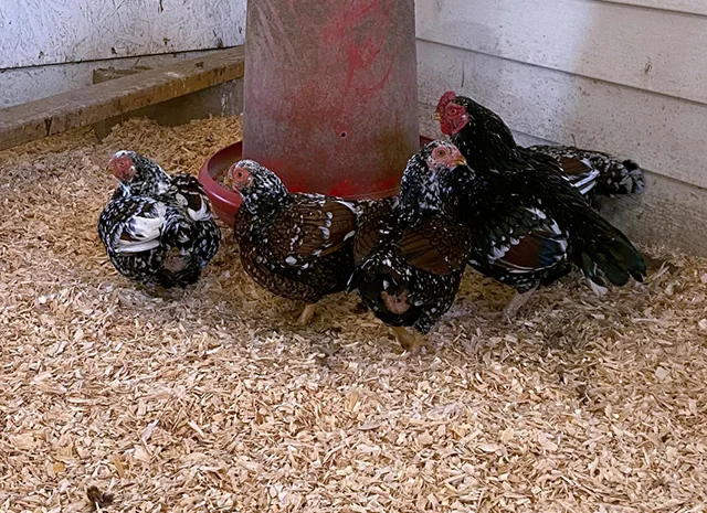 Інкубаційне яйце курей Корніш: блакитний, фарфоровий- фото № 3