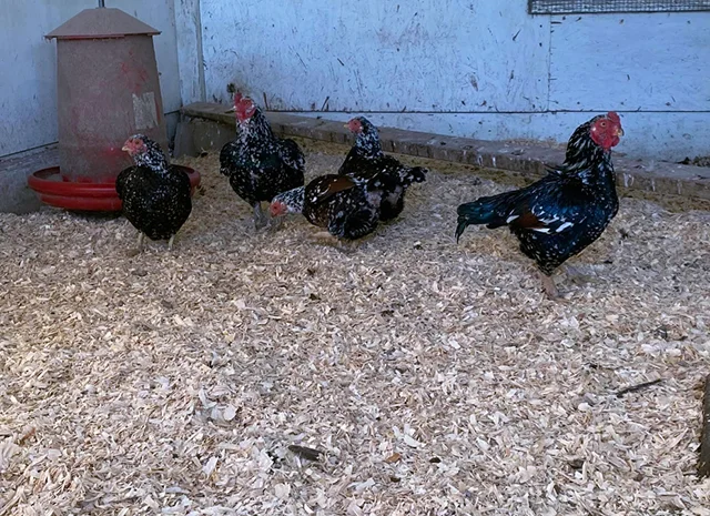 Інкубаційне яйце курей Корніш: блакитний, фарфоровий- фото № 4