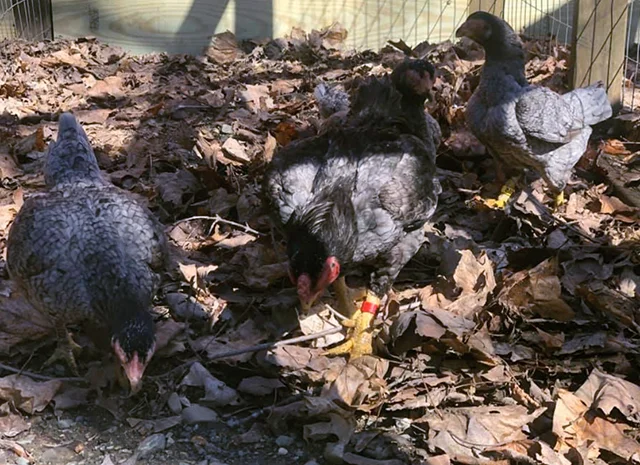 Інкубаційне яйце курей Корніш: блакитний, фарфоровий- фото № 5