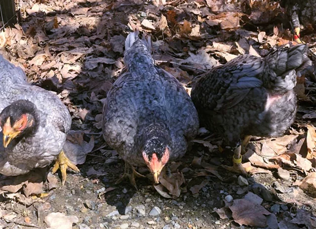 Інкубаційне яйце курей Корніш: блакитний, фарфоровий- фото № 6