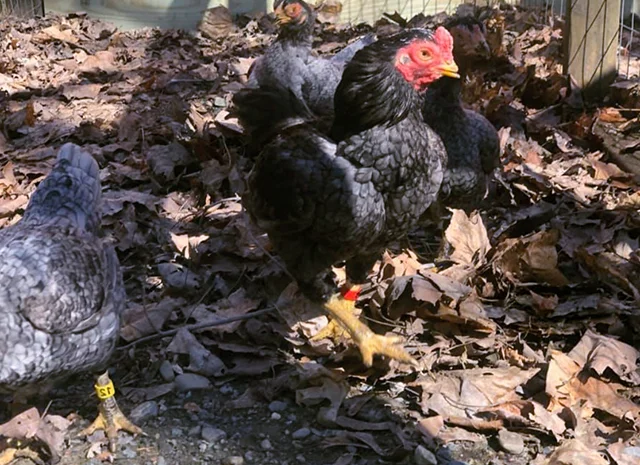 Інкубаційне яйце курей Корніш: блакитний, фарфоровий- фото № 7