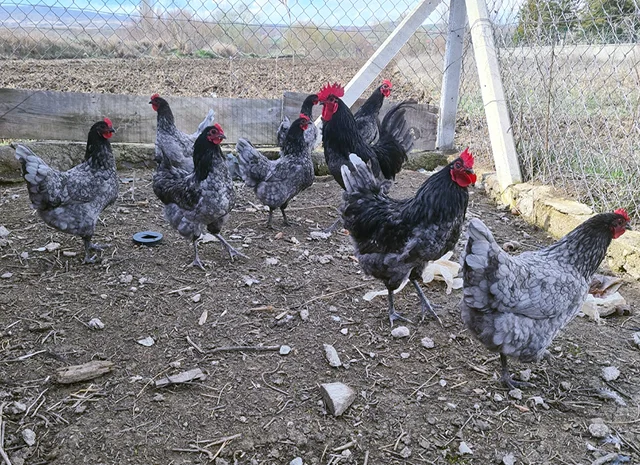 Інкубаційне яйце курей Австралорп: синій, чорний- фото № 1