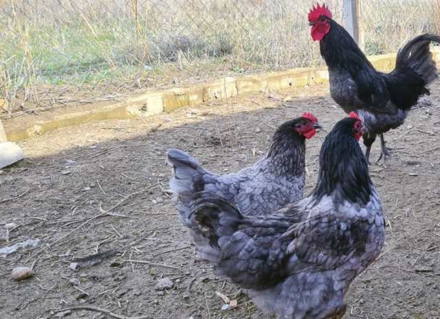 Інкубаційне яйце курей Австралорп: синій, чорний- фото № 2