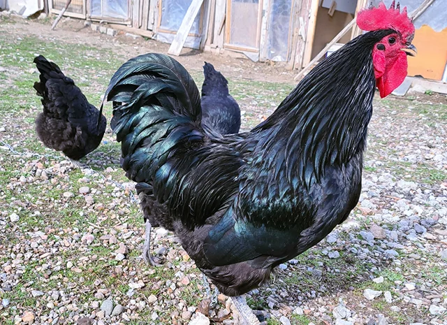 Інкубаційне яйце курей Австралорп: синій, чорний- фото № 3