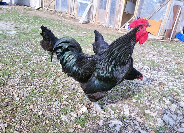 Інкубаційне яйце курей Австралорп: синій, чорний- фото № 4