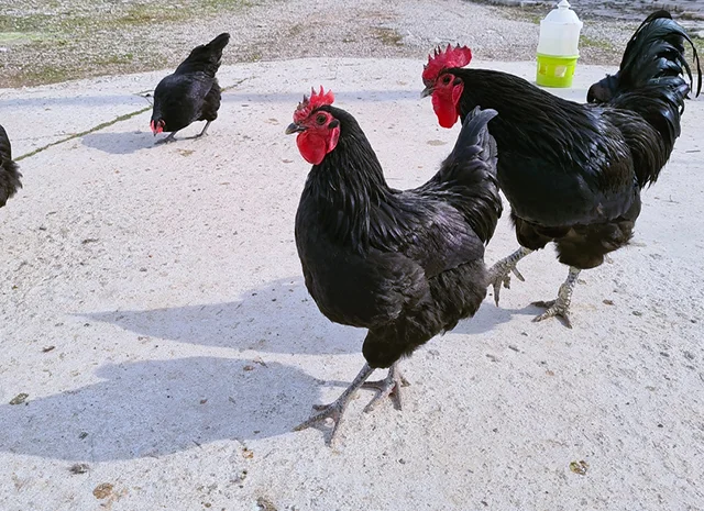 Інкубаційне яйце курей Австралорп: синій, чорний- фото № 5