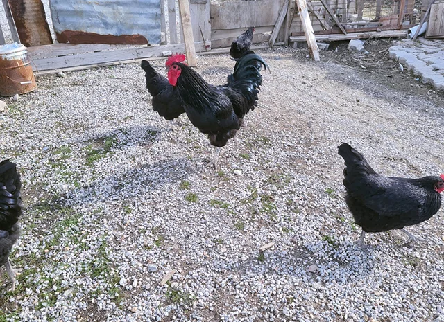 Інкубаційне яйце курей Австралорп: синій, чорний- фото № 6