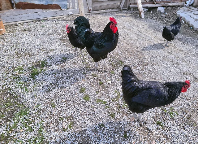 Інкубаційне яйце курей Австралорп: синій, чорний- фото № 7