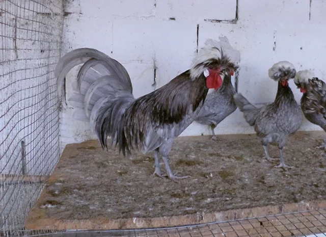 Інкубаційне яйце курей Голландська білохохла: чорна, мармурова, блакитна- фото № 3