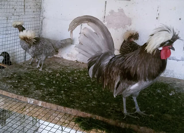 Інкубаційне яйце курей Голландська білохохла: чорна, мармурова, блакитна- фото № 4