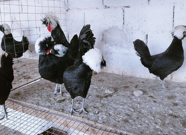 Інкубаційне яйце курей Голландська білохохла: чорна, мармурова, блакитна- фото № 5