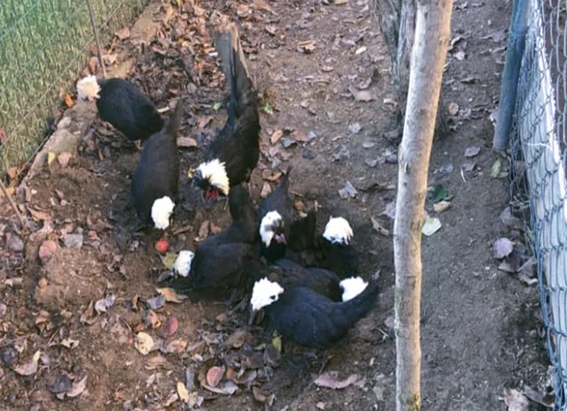 Інкубаційне яйце курей Голландська білохохла: чорна, мармурова, блакитна- фото № 7