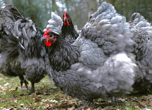 Інкубаційне яйце курей Орпінгтон: фарфоровий, лимон, синій- фото № 1