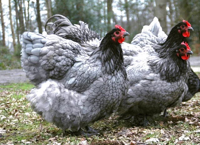 Інкубаційне яйце курей Орпінгтон: фарфоровий, лимон, синій- фото № 2