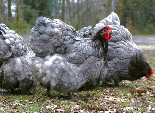 Інкубаційне яйце курей Орпінгтон: фарфоровий, лимон, синій- фото № 3