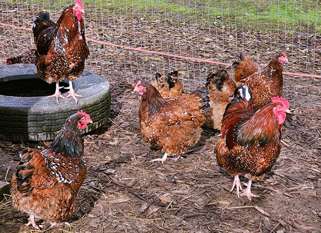 Інкубаційне яйце курей Орпінгтон: фарфоровий, лимон, синій- фото № 4