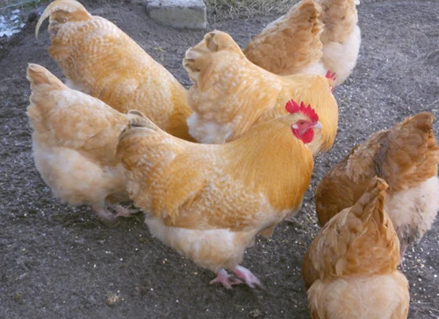 Інкубаційне яйце курей Орпінгтон: фарфоровий, лимон, синій- фото № 6