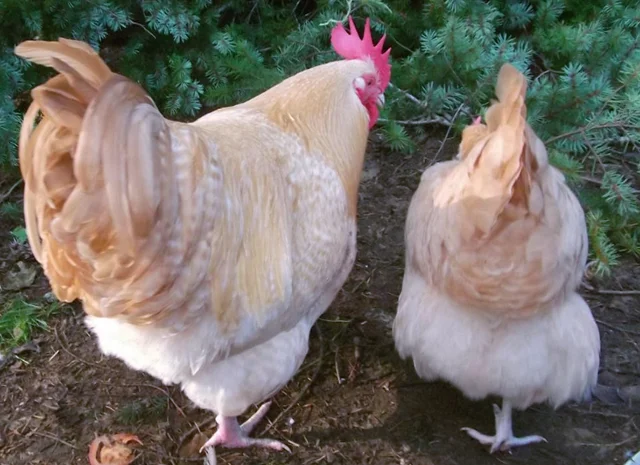 Інкубаційне яйце курей Орпінгтон: фарфоровий, лимон, синій- фото № 7