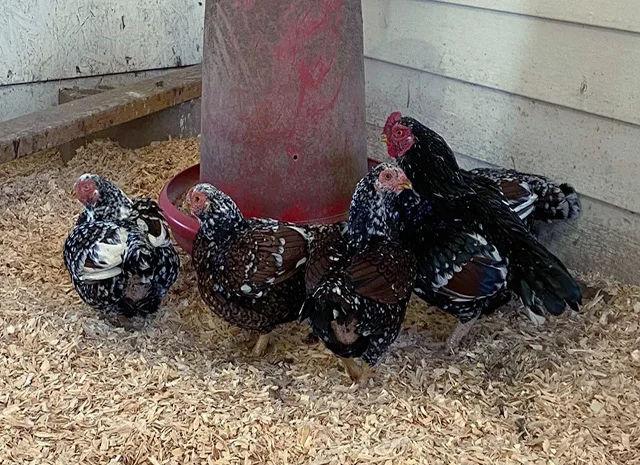 Яйце на інкубацію від породистих курей. Корніш мідній, біло-червоний, фарфоровий- фото № 1