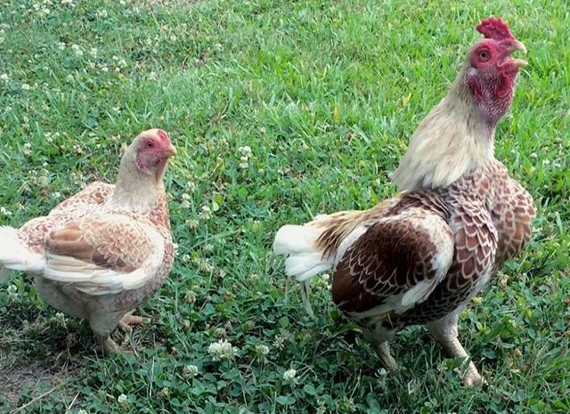 Яйце на інкубацію від породистих курей. Корніш мідній, біло-червоний, фарфоровий- фото № 3