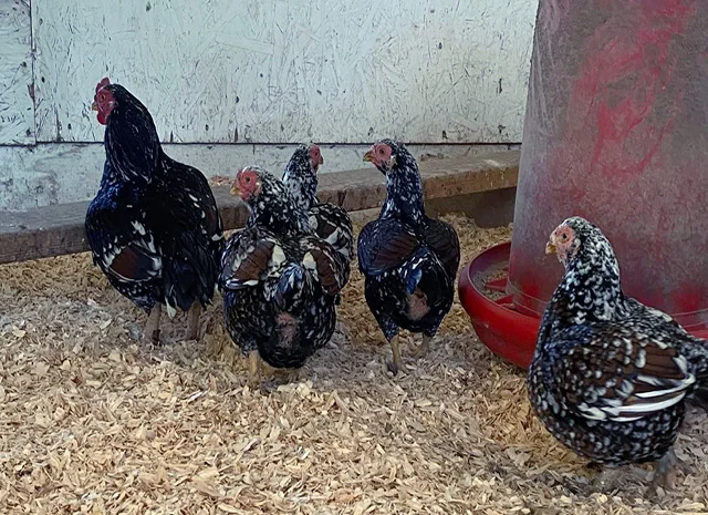 Яйце на інкубацію від породистих курей. Корніш мідній, біло-червоний, фарфоровий- фото № 4