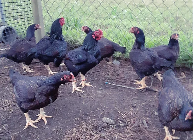 Яйце на інкубацію від породистих курей. Корніш мідній, біло-червоний, фарфоровий- фото № 5