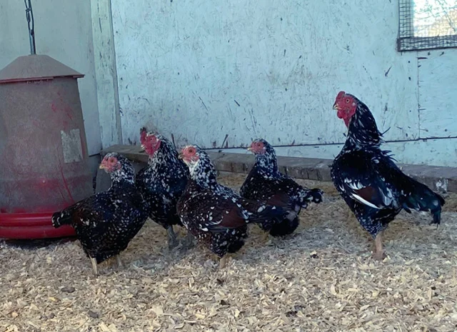 Яйце на інкубацію від породистих курей. Корніш мідній, біло-червоний, фарфоровий- фото № 6