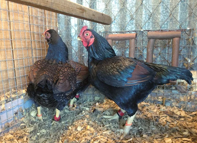 Яйце на інкубацію від породистих курей. Корніш мідній, біло-червоний, фарфоровий- фото № 7