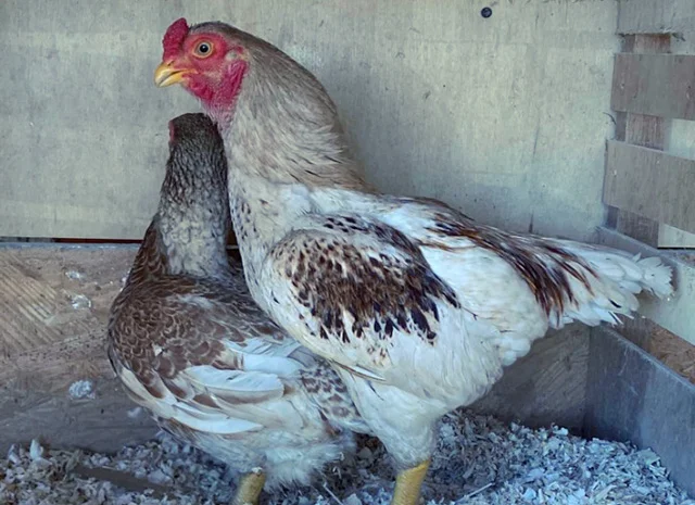 Яйце на інкубацію від породистих курей. Корніш мідній, біло-червоний, фарфоровий- фото № 8